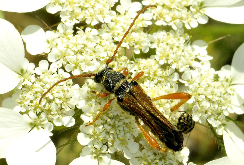 Cerambycidae: Stenopterus flavicornis